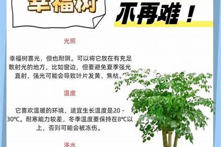 刚种一个月的小树苗能不能使用叶面肥？