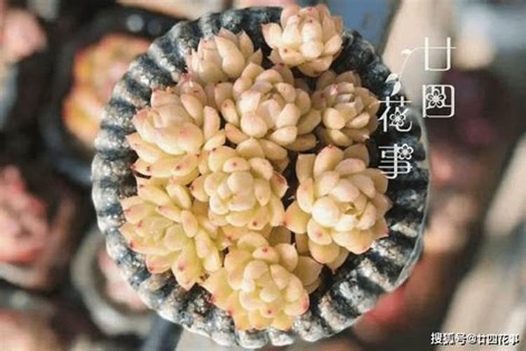 多肉怎样养爆盆快