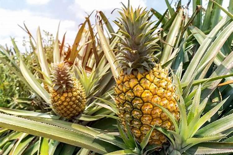 菠萝施什么肥最好