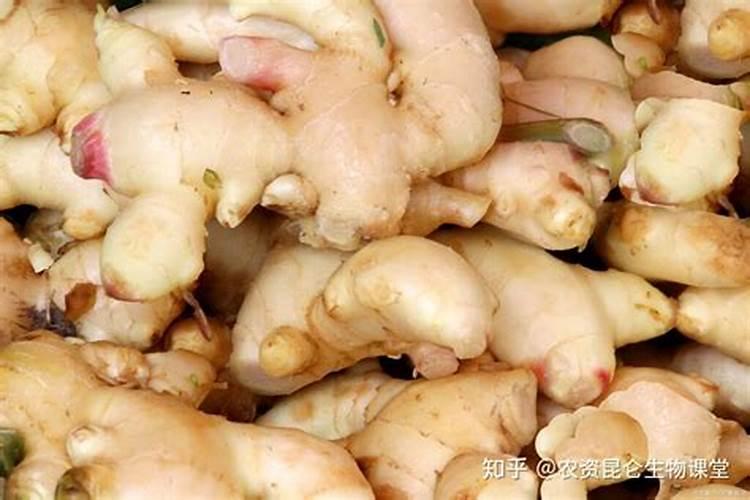 春季小麦施什么肥合适
