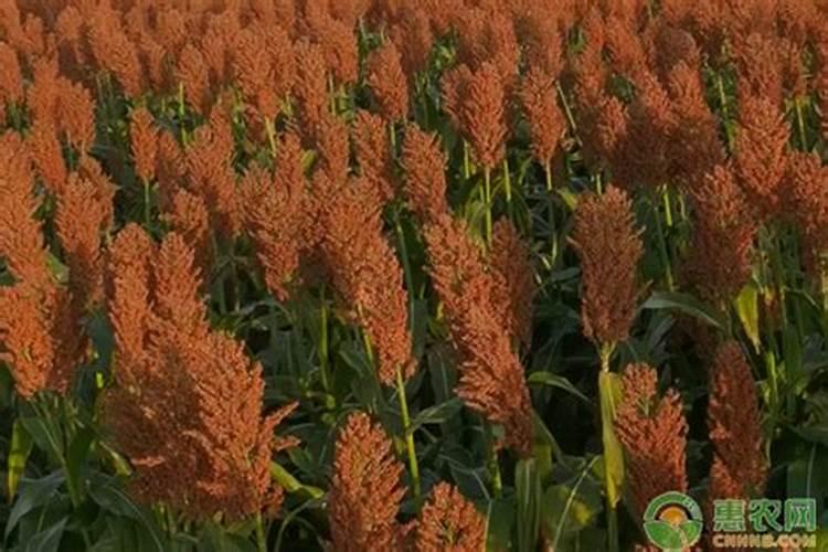 杏树秋肥该什么时候施 使用技巧有哪些