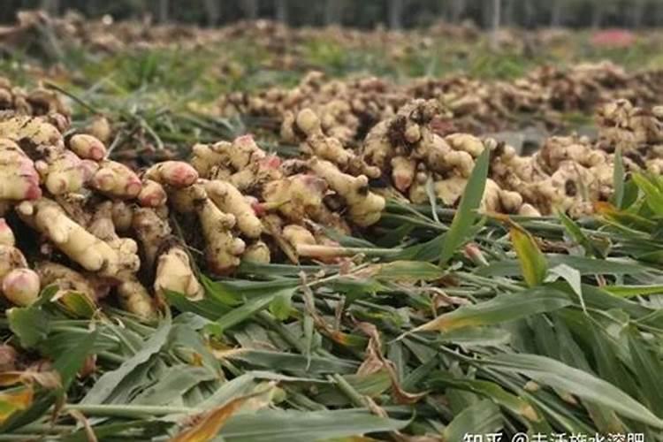 葡萄开花前用什么肥好