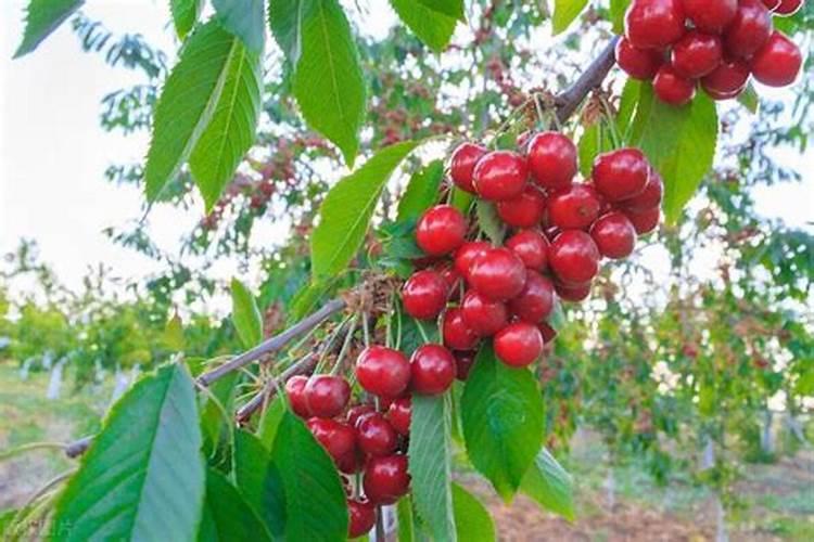 樱桃树的除草多功能肥料应该怎么施用？