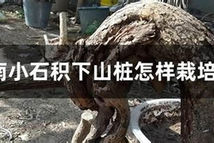 山松下山桩怎样成活高