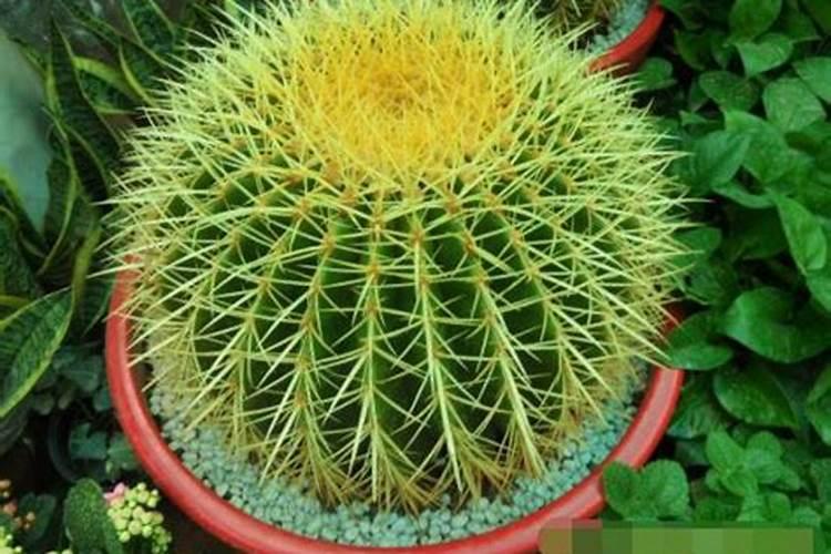 种植魔芋增产施肥用什么肥料？增产叶面肥怎么用更高效