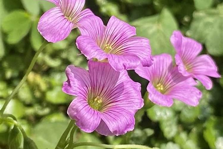 袖珍椰子用什么土养好