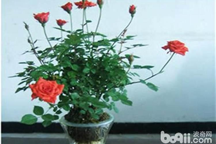 杜鹃花叶面施肥磷酸二氢钾多长时间施一次