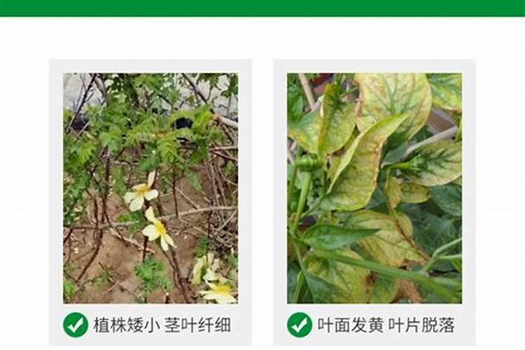 栗子怎么发芽快