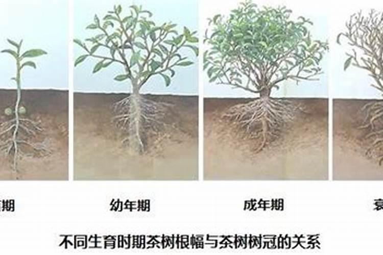 茶树的科学施肥方法 茶树怎么高质量施肥