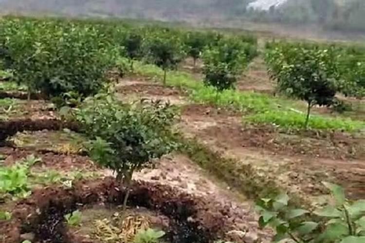 农药里含重属吗？会导致农作物有重金属吗？