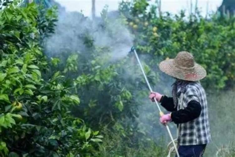 如果用尿素做叶肥的话,兑水的比例大概是多少？
