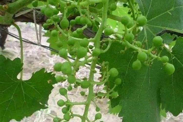 曙光猪尔健饲料添加剂是央视上榜品脾吗