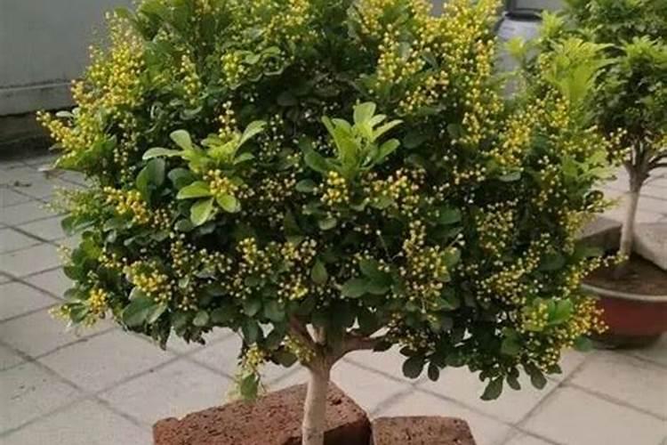 米兰施肥需施什么肥料,米兰施肥方法