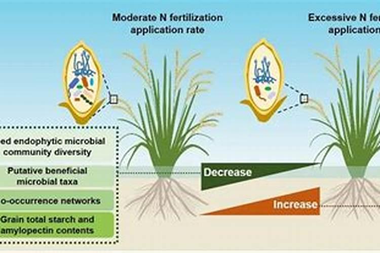 有机水溶肥如何在无土栽培番茄上应用