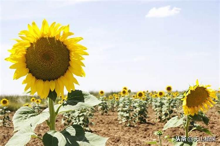 秋天可以种杨树吗