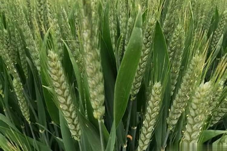 养栀子花的肥料 栀子花最好的肥料是什么怎么施