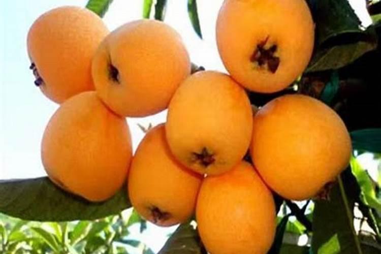 盆栽花椒树冬季施肥方法 花椒越冬肥什么时候施