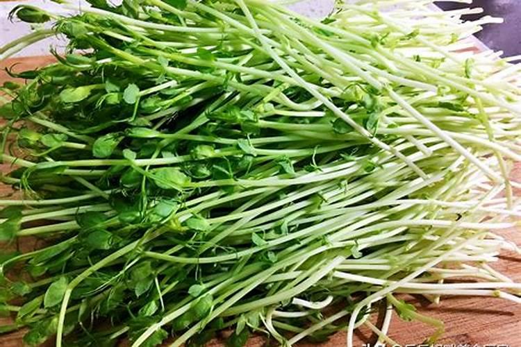 豌豆苗施什么肥料长得快长壮