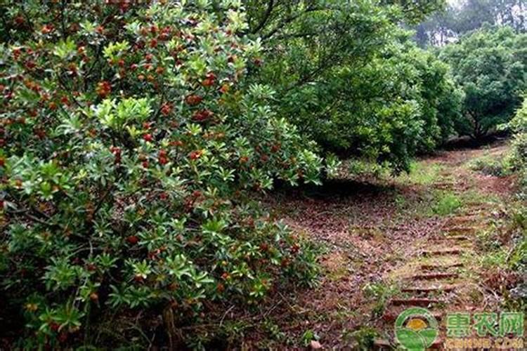 大蒜发生锈病是什么原因？有哪些高效农药？