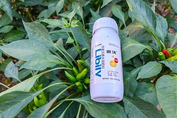 桂花树专用肥有哪些