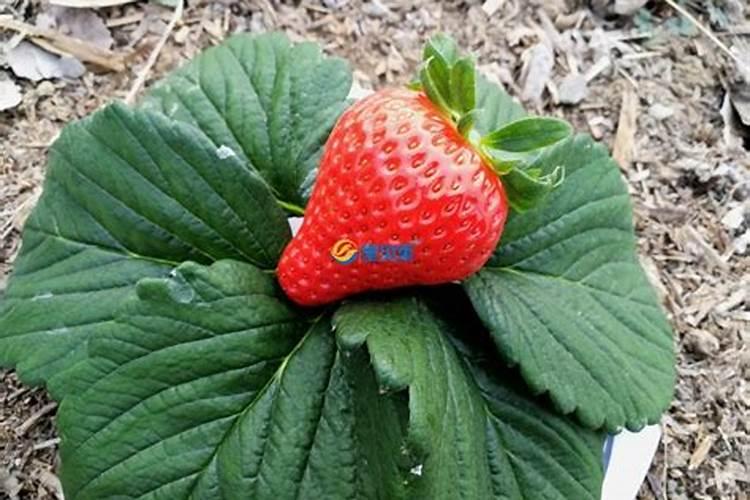 种草莓用什么肥料好呢