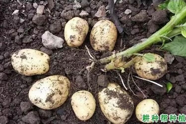 哈密瓜受粉31天后能用钙镁肥吗