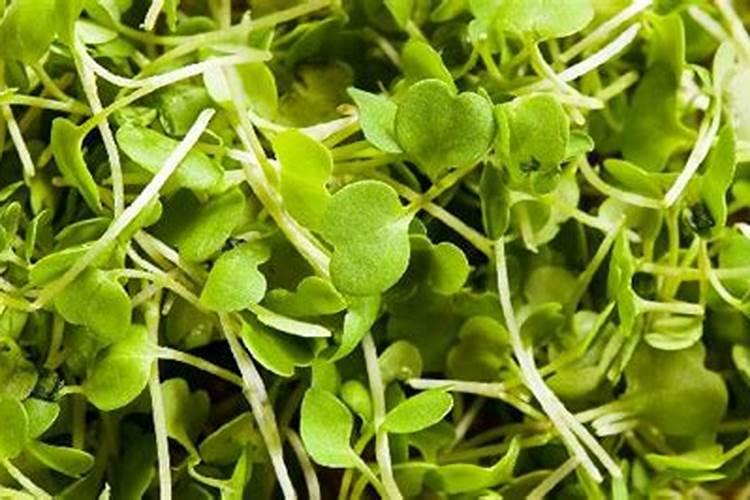 苜蓿地用什么肥料？