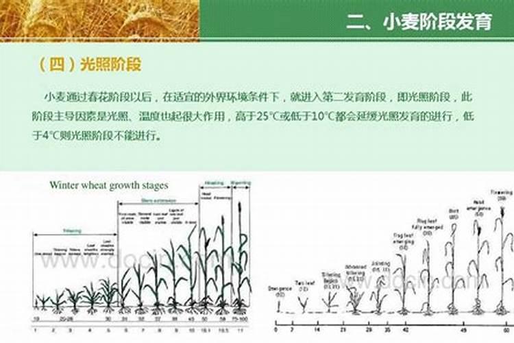 小麦追肥一般用多少什么肥？