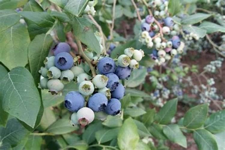 苹果套袋后施什么化肥 施肥要点有哪些