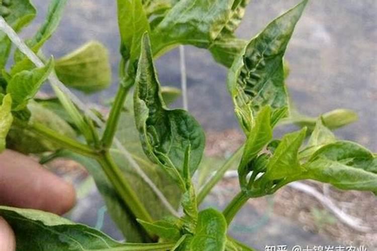 什么是叶面肥料 叶面肥料的作用原理是什么