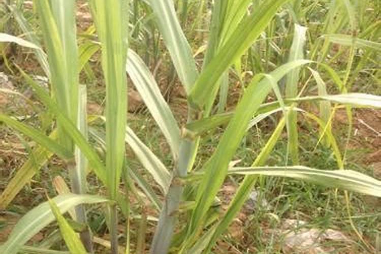 盆栽甘蔗种植要注意些什么