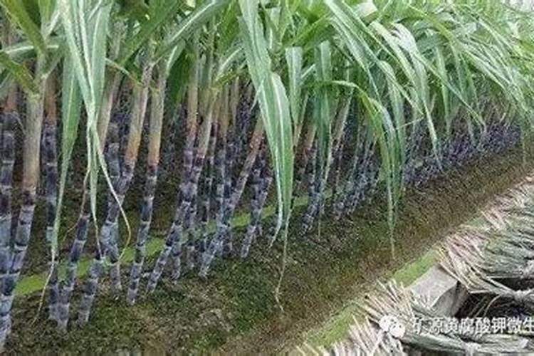 种植甘蔗的技术和方法
