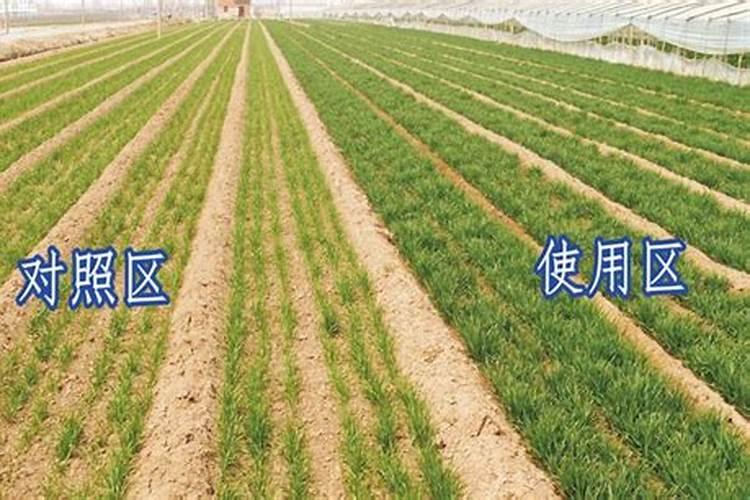 秧田施底肥和不施肥的区别？