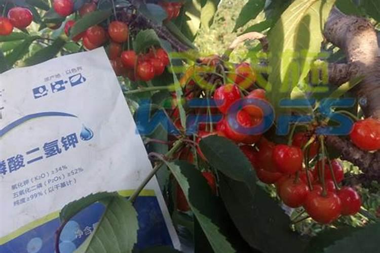 喷什么叶面肥芹菜长得快