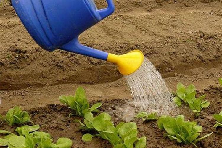 滴灌施用水溶肥时怎样才能起到最好的效果