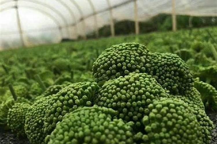 腐植酸肥料的功效与作用