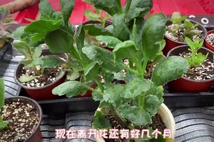 长寿花可以淋雨吗 下雨天可以放外面淋雨吗
