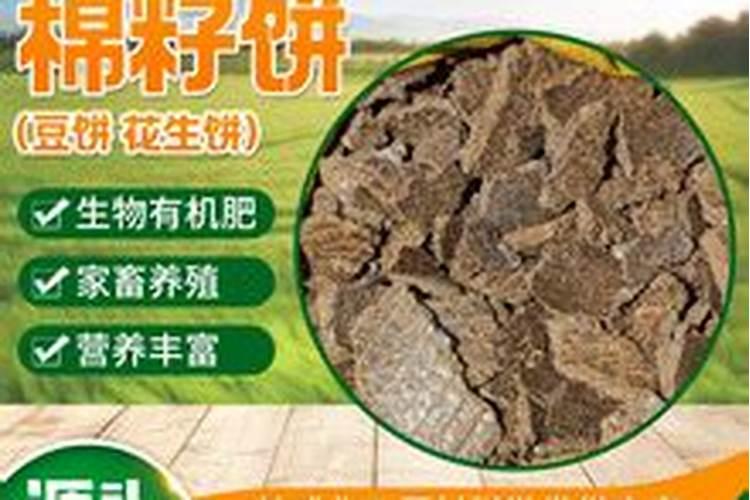 蓖麻有什么作用