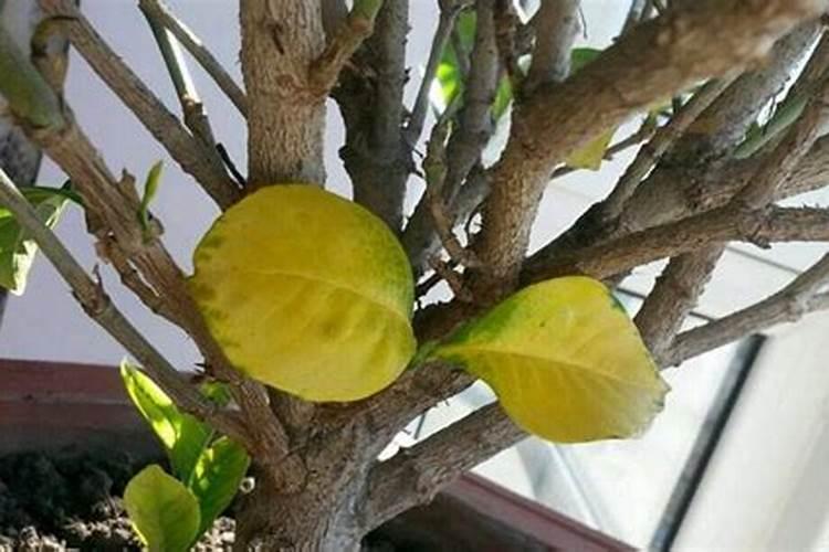 硼砂施多了作物有什么害处？