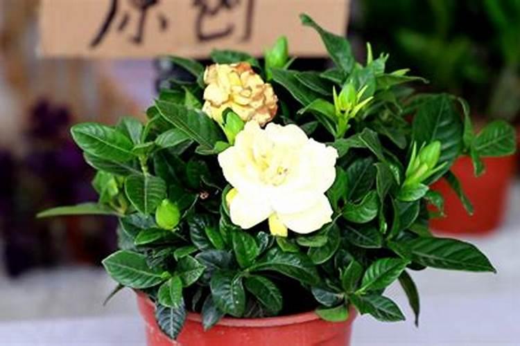 栀子花秋季如何施肥