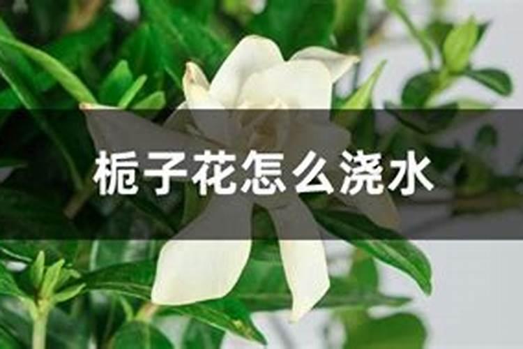 栀子花秋季怎么施肥