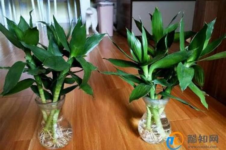 用什么肥好 富贵竹施肥方法