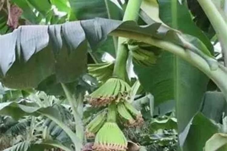 香蕉树最忌三种肥料