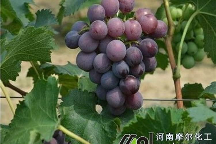 油饼肥料的发酵及使用