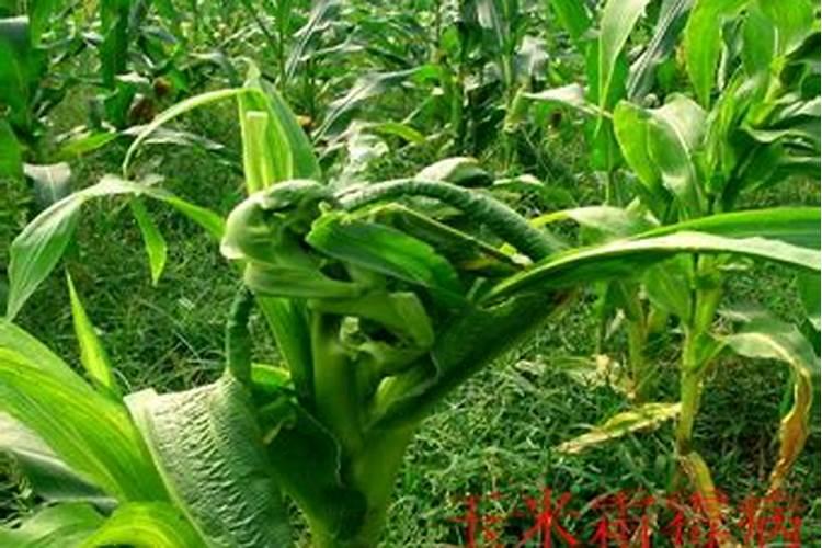 玉米专用肥玉米专用肥的特点