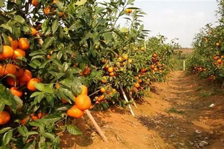 果树八月下旬能施钾肥吗