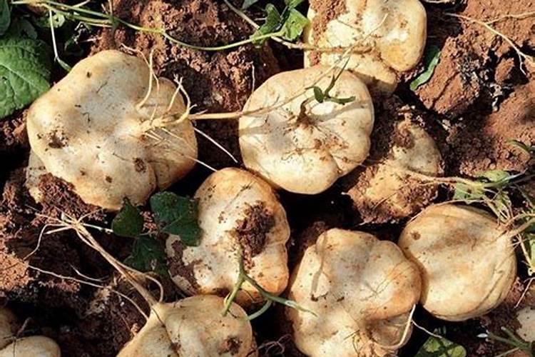 红薯种子种植方法