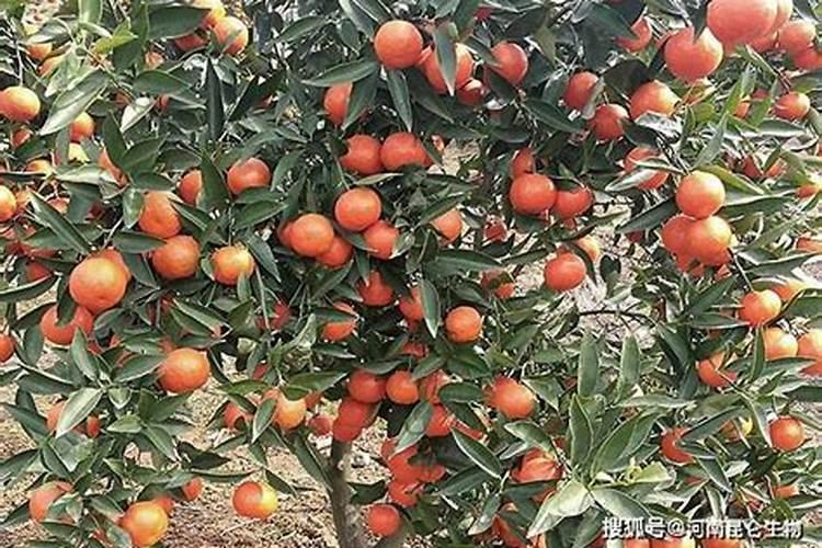 柑橘施肥时间和用量 柑橘施肥时间和用量是什么