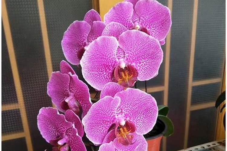 蝴蝶兰花心冻伤怎么办