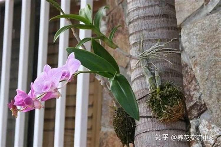 蝴蝶兰叶片中间灰白怎么办？